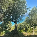 Kulkoce * Λούκοβο