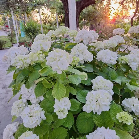 Kulkoce *